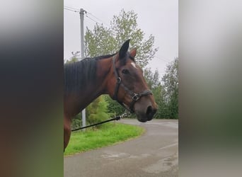 French Trotter, Mare, 24 years, 15.2 hh, Bay-Dark