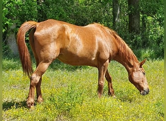 French Trotter, Mare, 24 years, 16 hh, Chestnut-Red