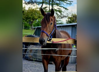 Französischer Traber, Stute, 3 Jahre, 15,2 hh, Brauner