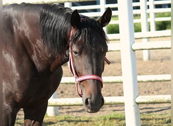 French Trotter, Mare, 3 years, Smoky-Black