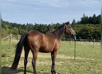 French Trotter, Mare, 4 years, 15 hh, Brown
