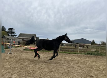 French Trotter, Mare, 4 years, 15,2 hh, Black