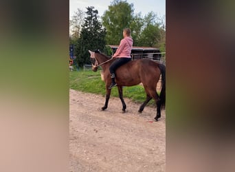 French Trotter, Mare, 4 years, 15,2 hh, Brown-Light