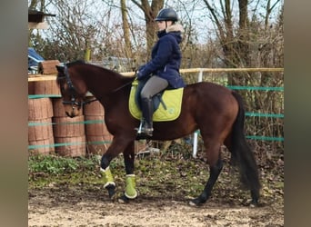 French Trotter, Mare, 4 years, 15,2 hh, Brown-Light