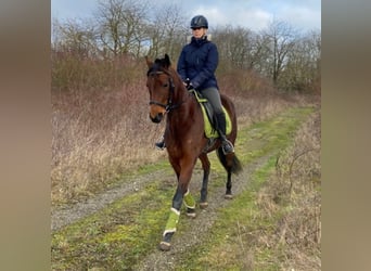 French Trotter, Mare, 4 years, 15,2 hh, Brown-Light
