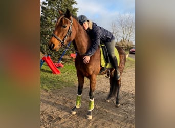 French Trotter, Mare, 4 years, 15,2 hh, Brown-Light