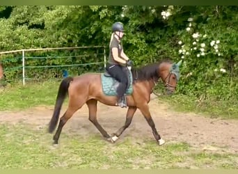 French Trotter, Mare, 4 years, 15,2 hh, Brown-Light