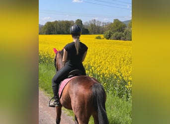 French Trotter, Mare, 4 years, 15,2 hh, Brown-Light