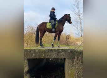 French Trotter, Mare, 4 years, 15,2 hh, Brown-Light
