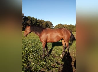 Französischer Traber, Stute, 4 Jahre, 16,2 hh, Brauner