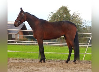 French Trotter, Mare, 4 years, 16 hh, Brown