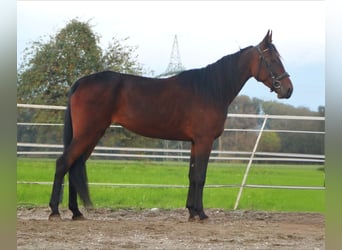 French Trotter, Mare, 4 years, 16 hh, Brown