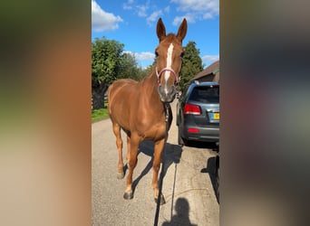 French Trotter, Mare, 4 years, 16,1 hh, Chestnut-Red