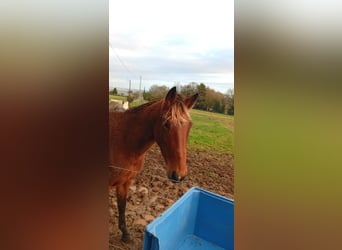 French Trotter, Mare, 5 years, 15.3 hh, Brown-Light