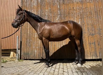 French Trotter, Mare, 5 years, 15 hh, Brown