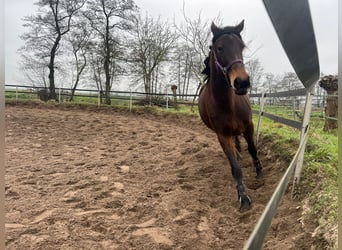 French Trotter Mix, Mare, 5 years, 15,2 hh, Bay-Dark