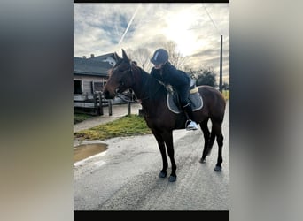 French Trotter, Mare, 5 years, 15,2 hh, Brown