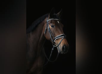 French Trotter, Mare, 5 years, 16 hh, Brown