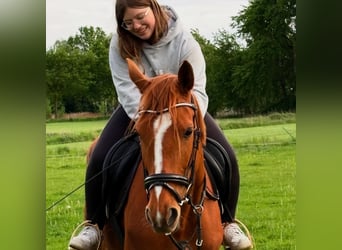 French Trotter, Mare, 5 years, 16 hh, Chestnut-Red