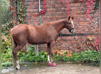 French Trotter, Mare, 6 years, 15.1 hh, Chestnut-Red