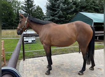 French Trotter, Mare, 6 years, 15.2 hh, Brown