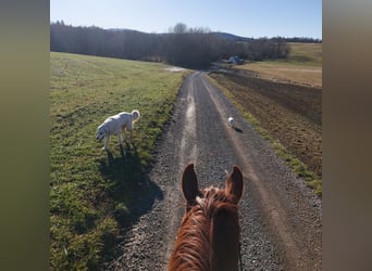 French Trotter, Mare, 6 years, 15,2 hh, Brown