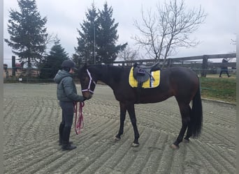 French Trotter, Mare, 6 years, 16,1 hh, Bay-Dark