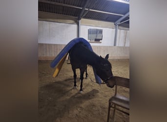 French Trotter, Mare, 6 years, 16,1 hh, Bay-Dark