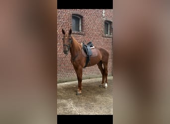French Trotter, Mare, 6 years, 16.1 hh, Chestnut-Red