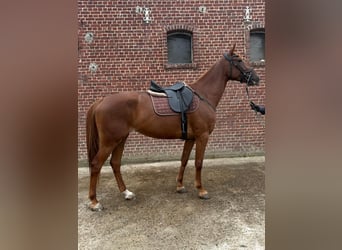 French Trotter, Mare, 6 years, 16.1 hh, Chestnut-Red