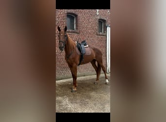 French Trotter, Mare, 6 years, 16.1 hh, Chestnut-Red