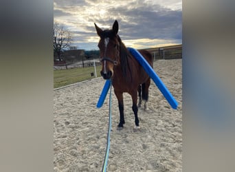 Französischer Traber, Stute, 6 Jahre, 16 hh, Brauner