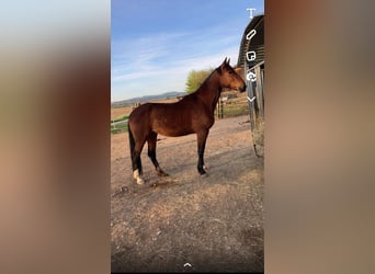 French Trotter, Mare, 6 years, 16 hh, Brown