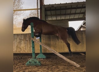 French Trotter, Mare, 6 years, 16 hh, Brown
