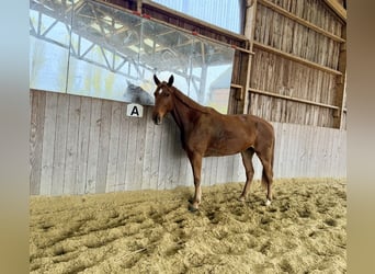 French Trotter, Mare, 6 years, 16,1 hh, Chestnut-Red