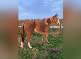 French Trotter, Mare, 6 years, Brown