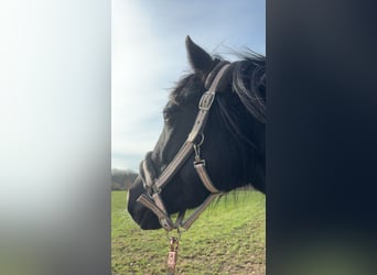 French Trotter, Mare, 7 years, 15.2 hh, Black
