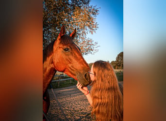 French Trotter, Mare, 7 years, 15 hh, Brown-Light