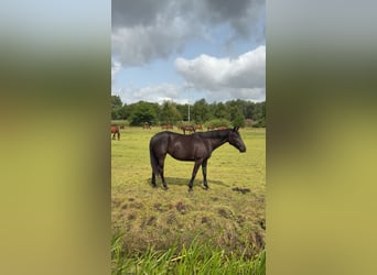 French Trotter, Mare, 7 years, 15,2 hh, Black