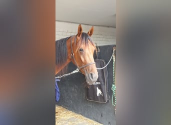 French Trotter, Mare, 7 years, 16.2 hh, Brown