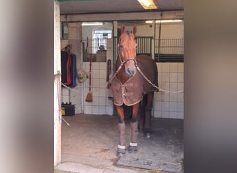 French Trotter, Mare, 7 years, 16.2 hh, Brown