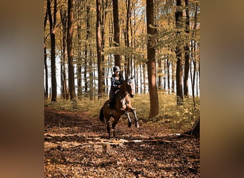 French Trotter, Mare, 7 years, 16 hh, Brown