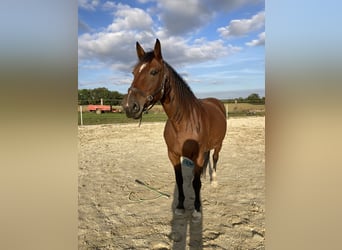 French Trotter, Mare, 7 years, 16 hh, Brown