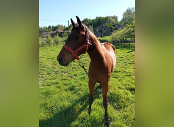 French Trotter, Mare, 8 years, 15.2 hh, Brown