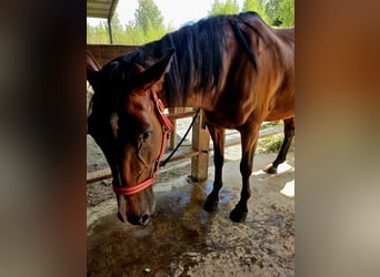 French Trotter, Mare, 8 years, 15.3 hh, Brown