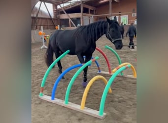 French Trotter, Mare, 8 years, 16 hh, Bay-Dark