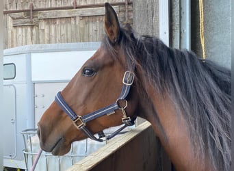 French Trotter, Mare, 9 years, 15.1 hh, Bay