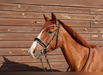 French Trotter, Mare, 9 years, 15,1 hh, Chestnut-Red