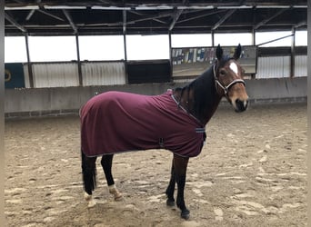 French Trotter, Mare, 9 years, 15.2 hh, Brown