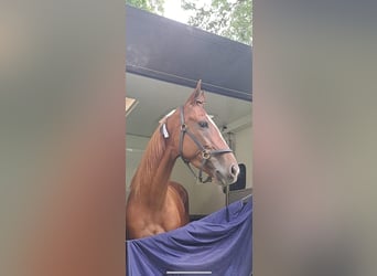 French Trotter, Mare, 9 years, 15.2 hh, Chestnut-Red